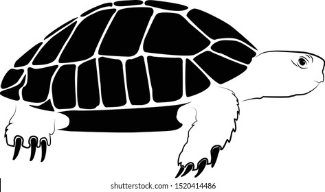 Graphic Sea Turtlevector Illustration Sea Turtle Stock Vector (Royalty ...