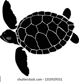 graphic sea turtle,vector illustration of sea turtle,vector of turtle design on a white background