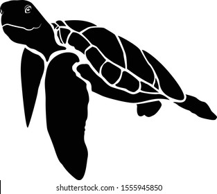 graphic sea turtle,vector illustration of sea turtle,vector of turtle design on a white background