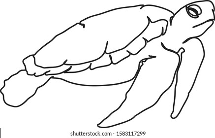 graphic sea turtle,vector illustration of sea turtle,vector of turtle design on a white background
