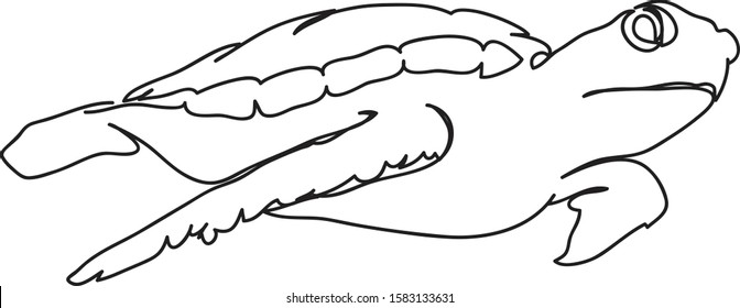 graphic sea turtle,vector illustration of sea turtle,vector of turtle design on a white background
