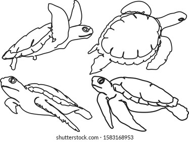 graphic sea turtle,vector illustration of sea turtle,vector of turtle design on a white background