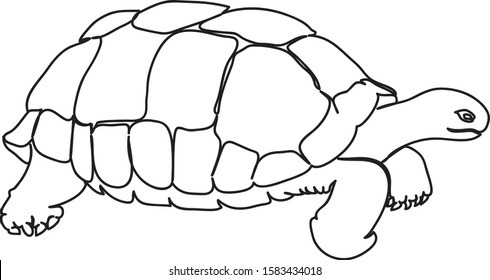 graphic sea turtle,vector illustration of sea turtle,vector of turtle design on a white background