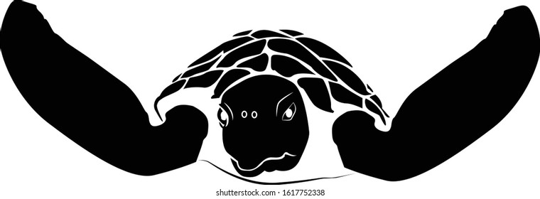 graphic sea turtle,vector illustration of sea turtle,vector of turtle design on a white background