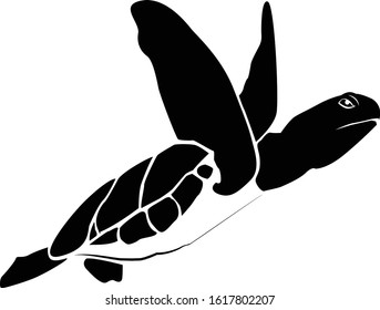 graphic sea turtle,vector illustration of sea turtle,vector of turtle design on a white background