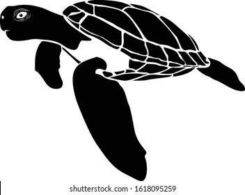 graphic sea turtle,vector illustration of sea turtle,vector of turtle design on a white background