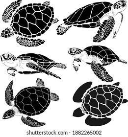 graphic sea turtle,vector illustration of sea turtle,vector of turtle design on a white background,save a turtle.