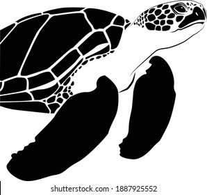 graphic sea turtle,vector illustration of sea turtle,vector of turtle design on a white background,save a turtle.