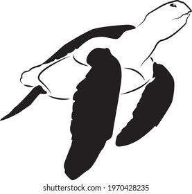 graphic sea turtle,vector illustration of sea turtle,vector of turtle design on a white background,save a turtle.