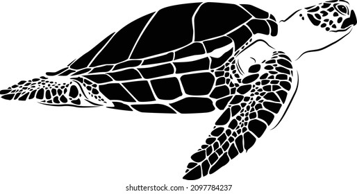 graphic sea turtle,vector illustration of sea turtle,vector of turtle design on a white background