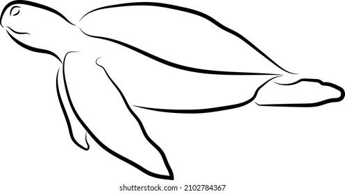graphic sea turtle,vector illustration of sea turtle,vector of turtle design on a white background