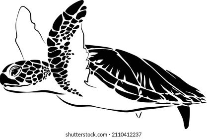 graphic sea turtle,vector illustration of sea turtle,vector of turtle design on a white background