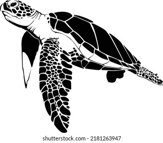 graphic sea turtle,vector illustration of sea turtle,vector of turtle design on a white background,save a turtle.