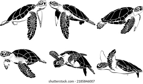 graphic sea turtle,vector illustration of sea turtle,vector of turtle design on a white background,save a turtle.