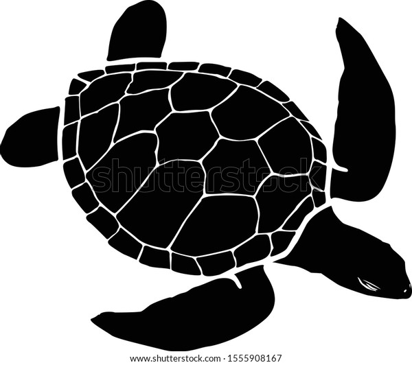 Graphic Sea Turtlevector Illustration Sea Turtlevector Stock Vector 