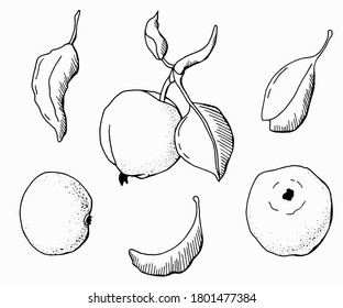 Conjunto gráfico - manzanas y hojas. Arte de línea. Fondo blanco. Ilustración bursátil.