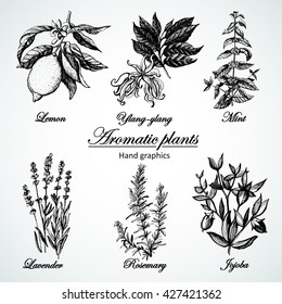 Graphic set aromatic plants. Set of graphic images.  Illustration for greeting cards, invitations, and other printing projects.