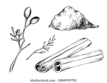 Graphic set of cinnamon drawings. Hand drawn botanical vector illustration of leaves and branches
