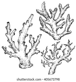 graphic set coral, botanical drawing, dudling handmade drawing, isolated vector object