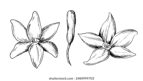 Graphic set of drawings of Vanilla flower and bud. Hand drawn vector botanical illustration of spices for design