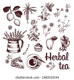 Graphic set  with herbal tea and herbs. Vector illustration. Fragrant herbs, herbal infusions. Manual graphics.