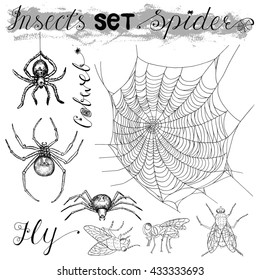 Graphic set with isolated spiders (black widow and tarantula), fly and cobweb.  Black and white vector illustration with hand drawn elements. Halloween collection. 