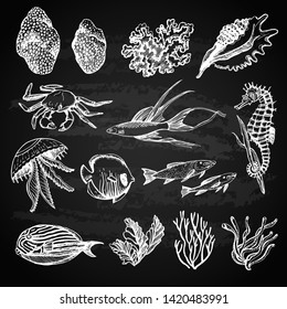 Graphic set of marine images on the chalkboard. Graphic set. Manual graphics. Sketches. Sea animals, corals and algae.