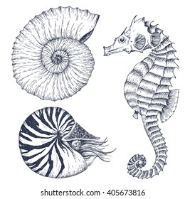 Graphic Set, Marine Inhabitants, Nautilus, Shell, Seahorse, Dudling Handmade Drawing, Isolated Vector Object