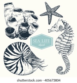 Graphic Set Of Marine Life, Botanical Drawing Nautilus, Sea Sponge, Sea Horse, Dudling Handmade Drawing, Isolated Vector Object