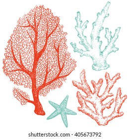 Graphic set of marine life, coral, starfish, dudling handmade drawing, isolated vector object