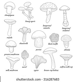 6,377 Realistic mushroom Images, Stock Photos & Vectors | Shutterstock