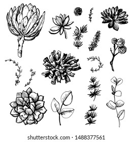 Graphic set with protea and succulents. Vector illustration. Manual graphics.