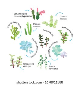 Conjunto gráfico con suculentos aislados. plantilla de infografía Dibujo gráfico de vector dibujado a mano, boceto. Elementos para el diseño. Conjunto de plantas con nombres. Muchos tipos de suculentos Schlumbergera, Crassula