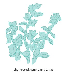 Graphic set with succulents isolated on white background. Hand drawn vector illustration, sketch. Elements for design.