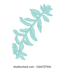 Graphic set with succulents isolated on white background. Hand drawn vector illustration, sketch. Elements for design.