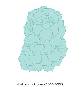 Graphic set with succulents isolated on white background. Hand drawn vector illustration, sketch. Elements for design