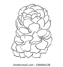 Graphic set with succulents isolated on white background. Hand drawn vector illustration, sketch. Elements for design