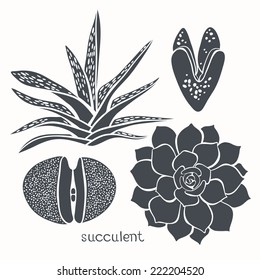 Graphic set with succulents  isolated on white background. Hand drawn vector illustration, sketch. Elements for design.