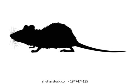 rata de sombra gráfica sobre fondo blanco, vector
