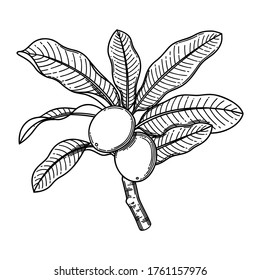 Graphic shea branch. Vector botanical design isolated on white background