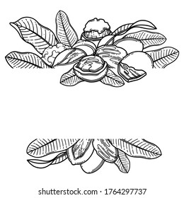 Graphic shea nuts and leaves. Vector botanical design