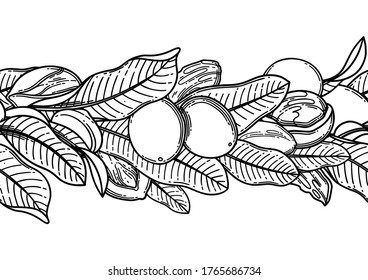 Graphic shea nuts and leaves. Vector repeated seamless border