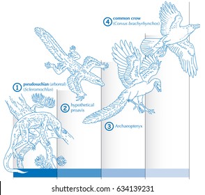 Graphic showing the evolution of how reptiles were transformed into birds