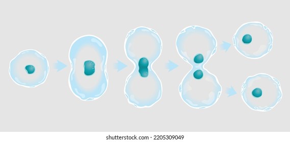 El gráfico muestra en 5 pasos la división de una celda y la duplicación del núcleo. Imagen del vector