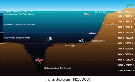 Graphic shows the 5 zones according to the depth of the ocean, with scale in meters and feet. The graphic includes silhouettes of fish, octopus, squid and submarine. Vector image