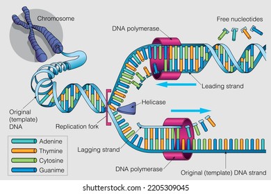 679 Dna Duplication Images, Stock Photos & Vectors | Shutterstock