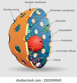 The Graphic Shows The Elements Of The Nucleus Of A Human Cell With Their Names On A Gray Background. Vector Image