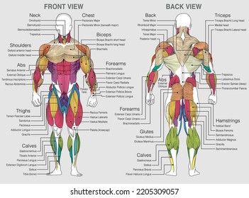 The graphic shows the location of the muscles of the human body with their names on a gray background. Vector image