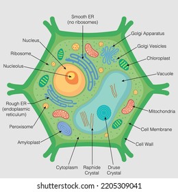 The graphic shows the parts of the plant cell with their names on a gray background. Vector image