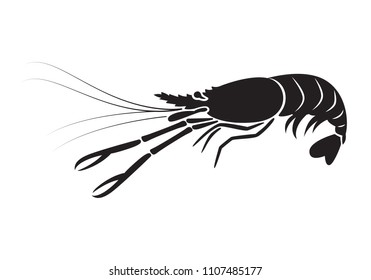 graphic shrimp, vector